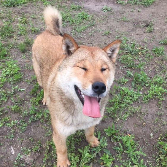 Shikoku Inu